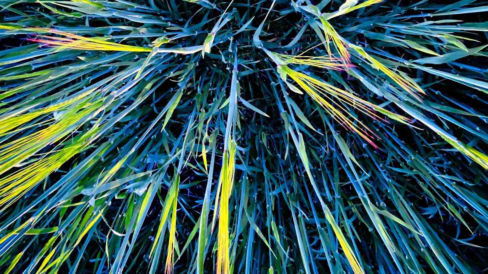 Unlocking the Potential: The Paddy Processing Revolution 3 Maximizing Yield and Quality Through Advanced Processing Technologies