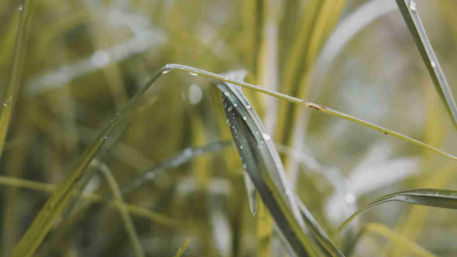 Grain to Gain: Inside the World of a Rice Mill 3 The Environmental Impact of Rice Milling Practices