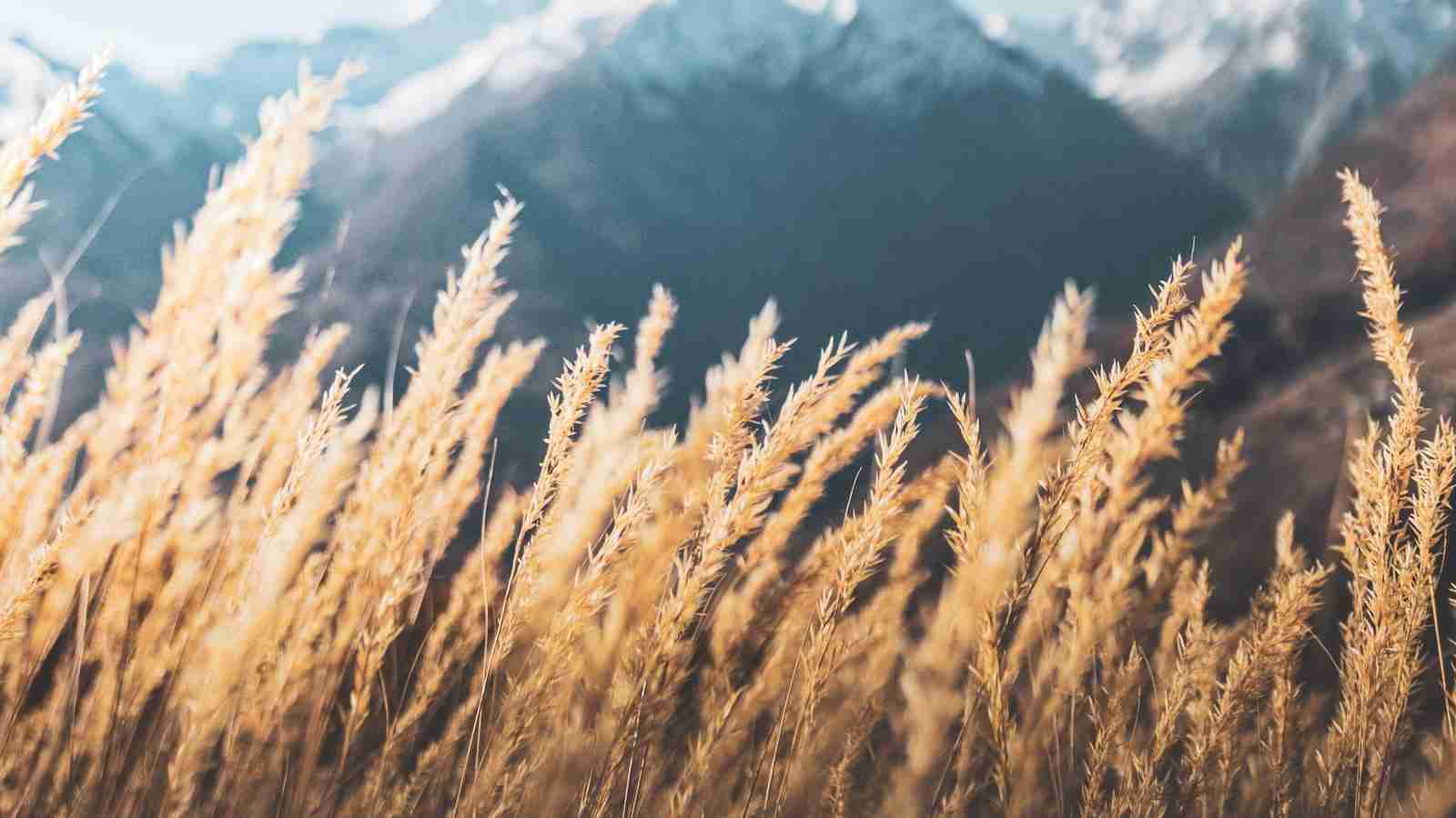 Cereal Magic: From Grain to Bowl - The Art of Processing 2 Unlocking the Secrets of Grain Transformation: Key Techniques Revealed