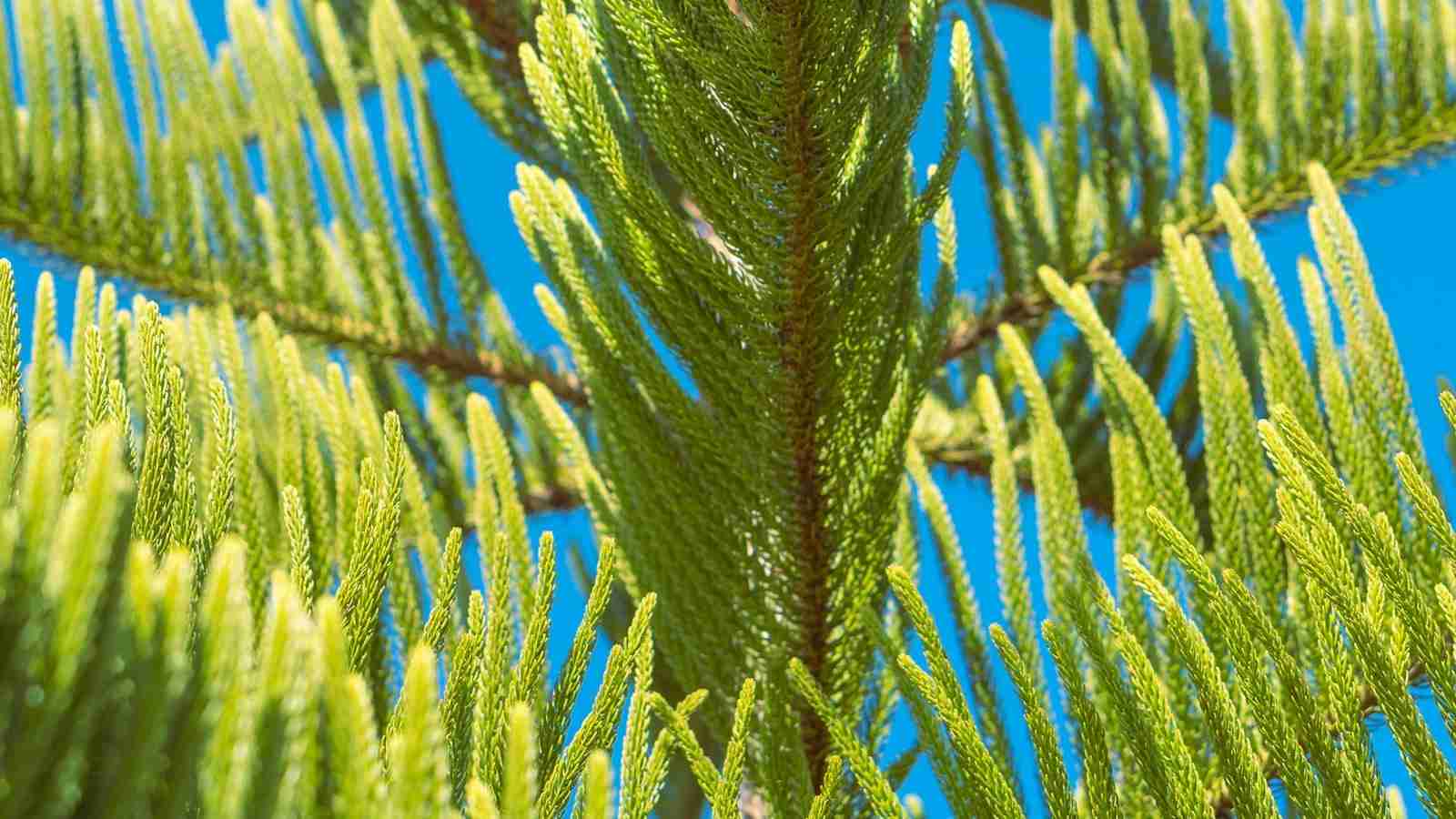 Shrinking the Grain: The Mini Rice Milling Machine 2 Efficiency at its Finest: Benefits of Mini Rice Milling Machine