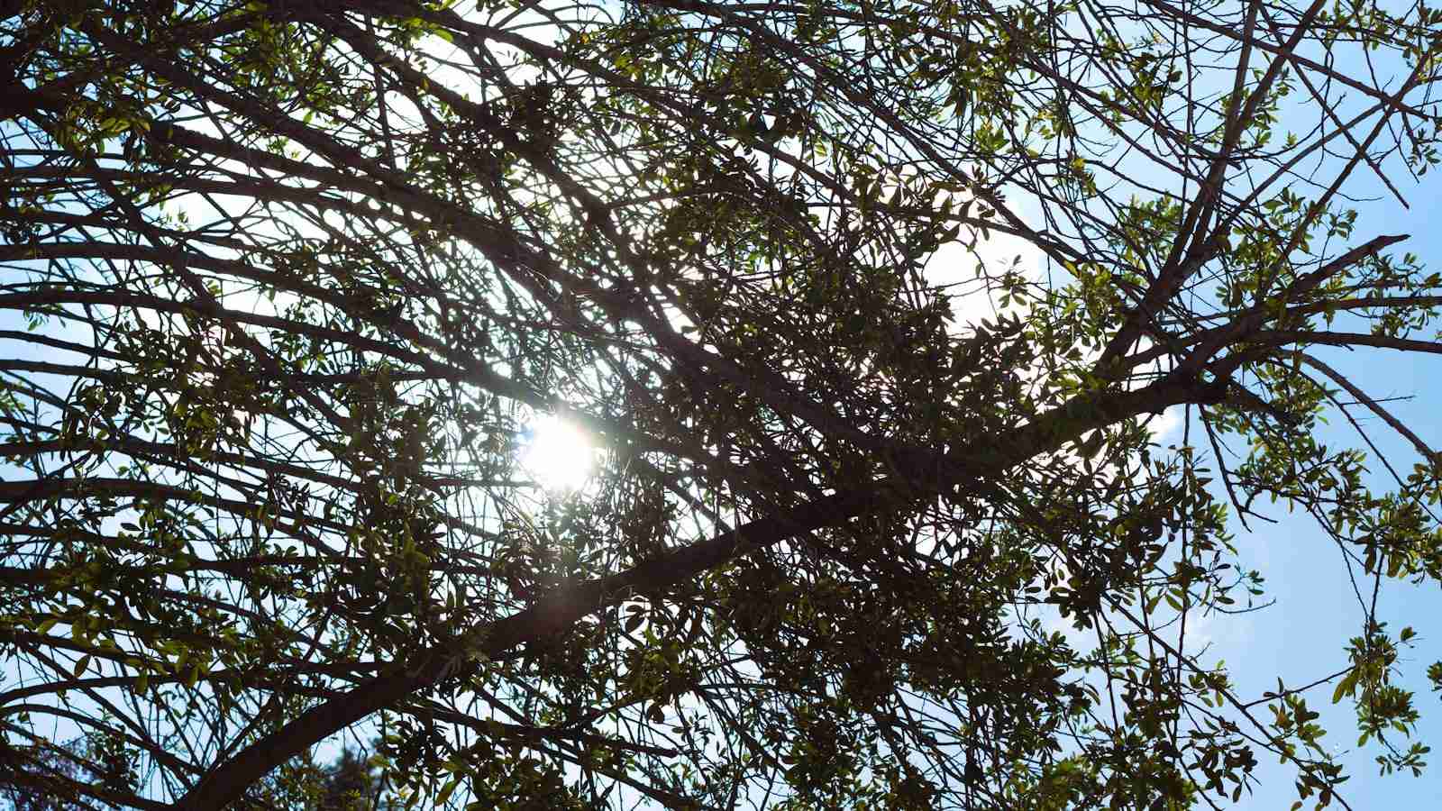 The Future of Rice Processing: Introducing the Automatic Rice Mill Plant 2 Heading 2: Exploring the Efficiency of Automatic Rice Mill Plants