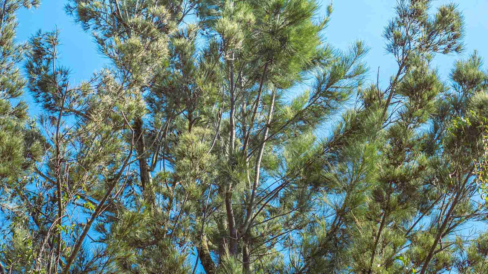 The Mini Marvel: Transforming Agriculture with Small Rice Mills 2 Enhancing Efficiency and Productivity with Mini Rice Mills