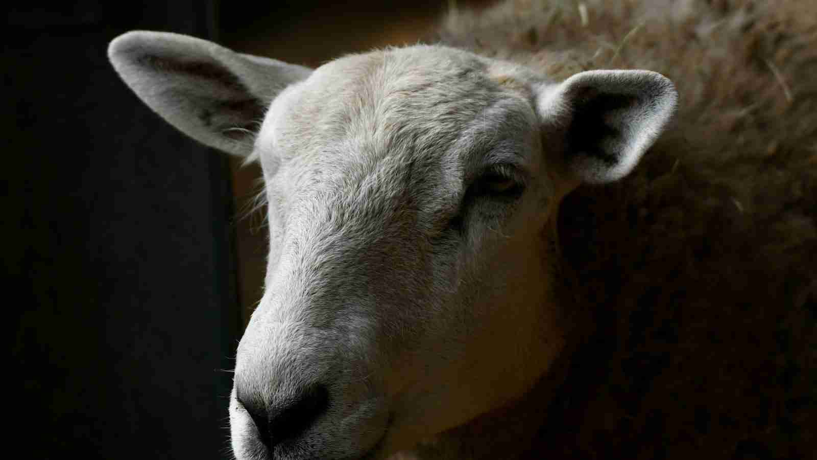 The Ultimate Shine: Unveiling the Jet Rice Polisher 2 Advanced Features and Benefits of the Jet Rice Polisher