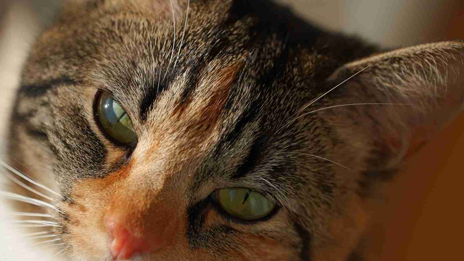 The Ultimate Mini Rice Mill: Combining Efficiency and Precision 3 Precision Matters: The Importance of Accurate Rice Milling