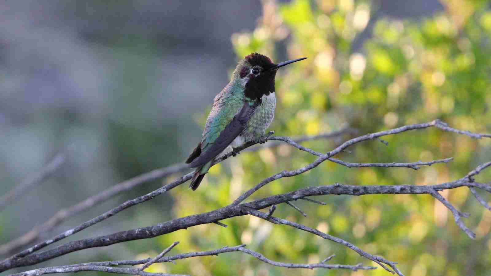 From Kernel to Flour: The Art of Maize Milling 1 The Importance of Proper Milling Techniques