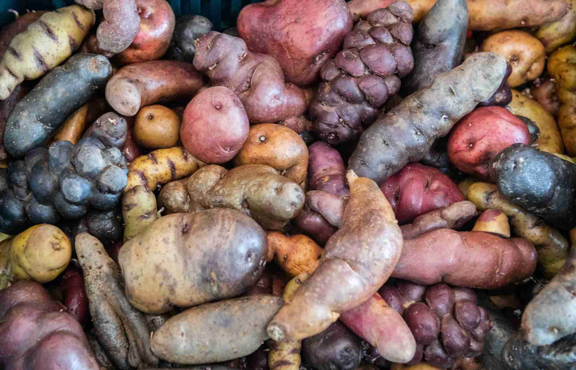 The Maize Maze: Unraveling the Science of Corn Processing 1 Exploring the History of Corn Processing Methods