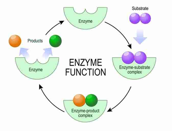Breaking Down the Science of Cereal Processing 1 Exploring the Role of Enzymes in Cereal Processing