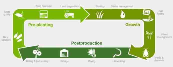 The Art of Rice: Revolutionizing Processing Equipment 1 Challenges in Traditional Rice Processing Methods