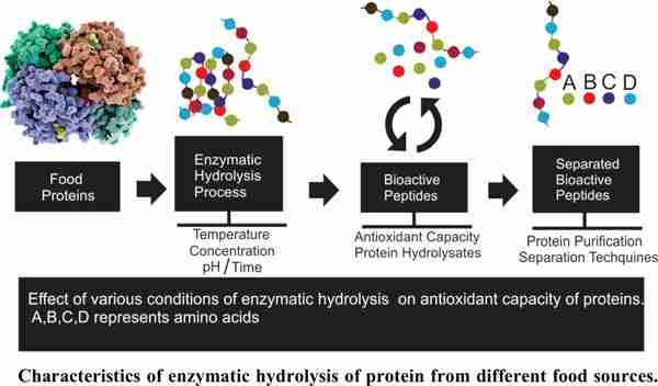 Unveiling the Intricacies of Corn Processing 2 Enhancing Efficiency Through Enzymatic Hydrolysis