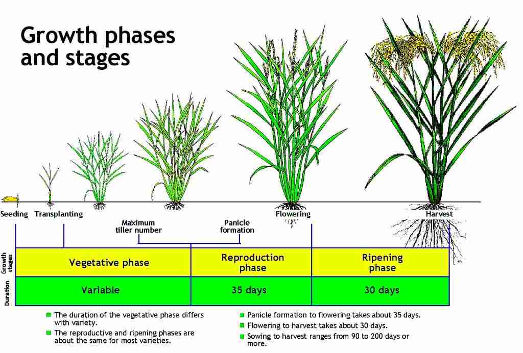 The Tiny Powerhouse: Exploring the Mini Rice Mill Plant 2 - The Key Components and Working Mechanism of Mini Rice Mill Plants