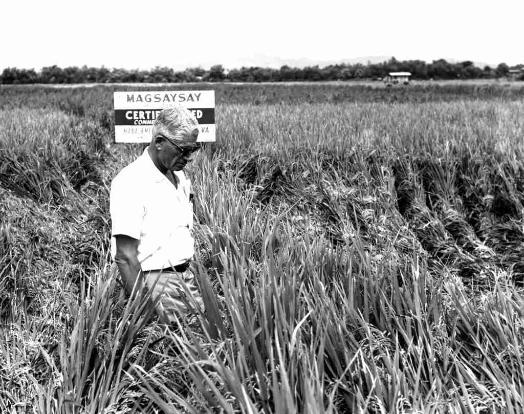 The Rice Revolution: Building a 2-Ton Mill Plant Project