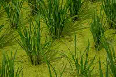 Paddy to Perfection: Inside the Rice Mill