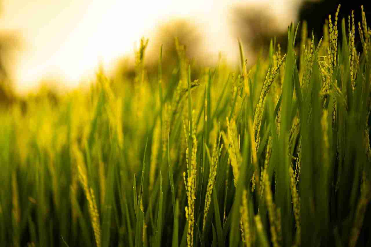 The Ultimate Rice Milling Solution: Discover the Combined Rice Mill Machine