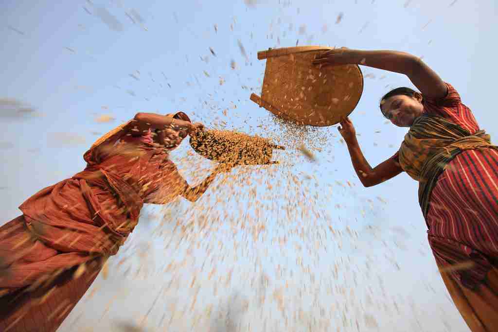 The Art of Paddy Processing: Innovations in Modern Machinery