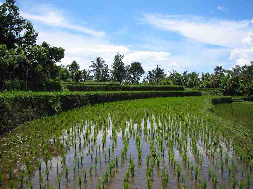 The Rice Revolution: Unveiling the Ultimate Rice Milling Machine