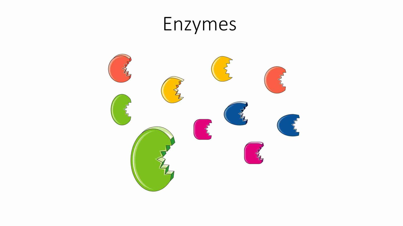 Unlocking the Secrets of Cereal Processing 1 Understanding the Role of Enzymes in Cereal Processing