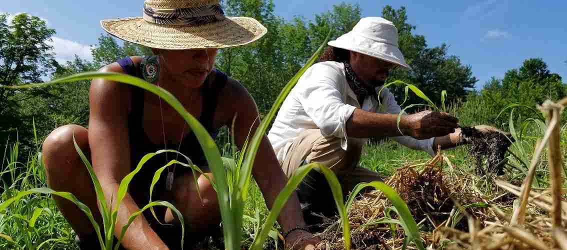 The Art of Corn Processing: From Farm to Table 1 - Farming Practices for High-Quality Corn: Techniques for Growing Healthy and Nutrient-Rich Crops
