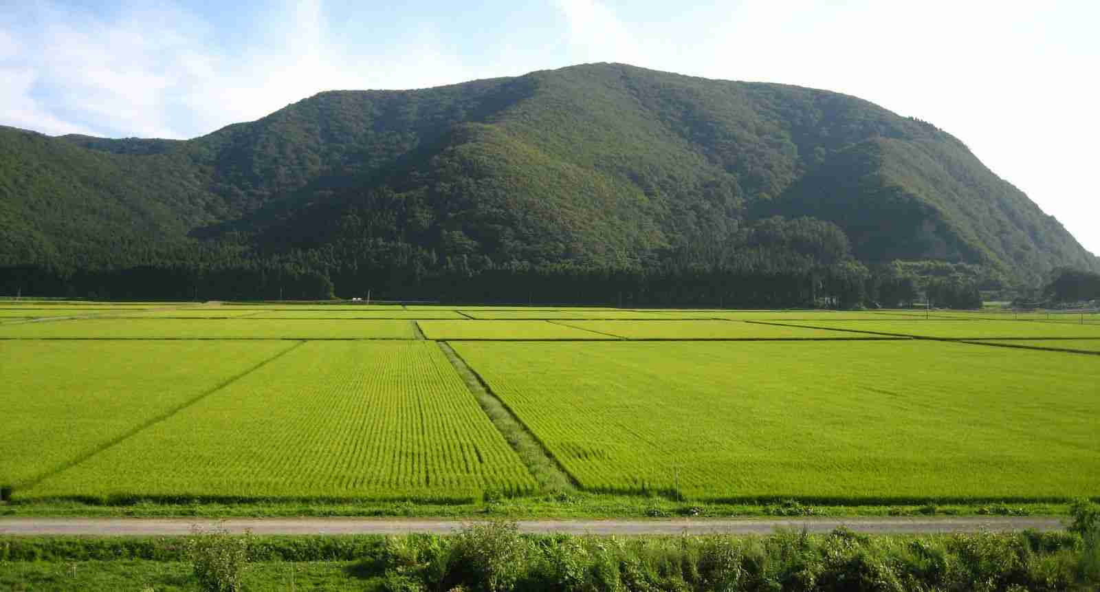 The Rice Master: Inside a Paddy Processing Plant 2 - From Paddy to Plate: Exploring the Journey of Rice