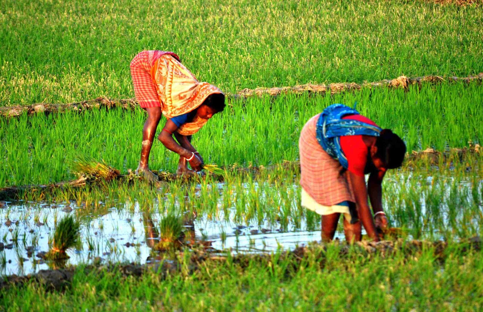 Enhancing Sustainability in Rice ‌Production