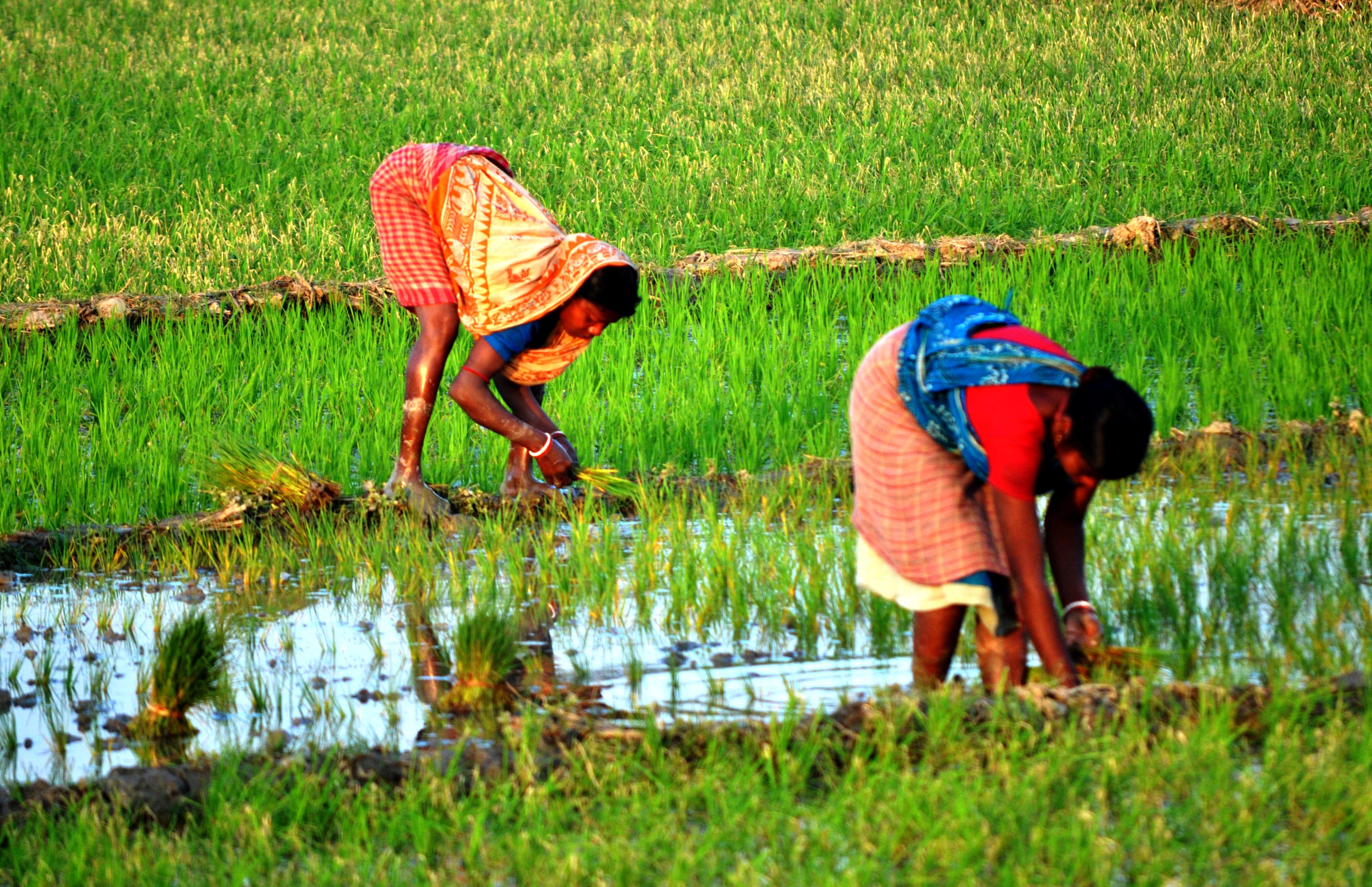 Revolutionizing Rice Production: The Ultimate Automatic Rice Mill 3 Enhancing Sustainability in Rice Production