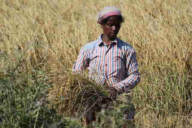 Harvest to Plate: Exploring the Art of Paddy Processing 1 The Traditional Methods of Paddy Harvesting and Processing