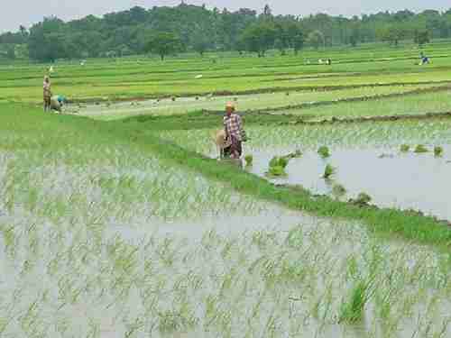 Piloting the Paddy Processing Factory: From Field to Food 1 Navigating the Agricultural Landscape: Strategies for Efficient Paddy Cultivation