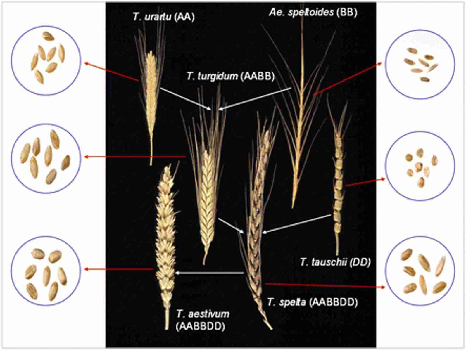 The Art of Cereal Milling: Transforming Grains into Goodness 3 Enhancing Nutrition Through Proper Milling Techniques