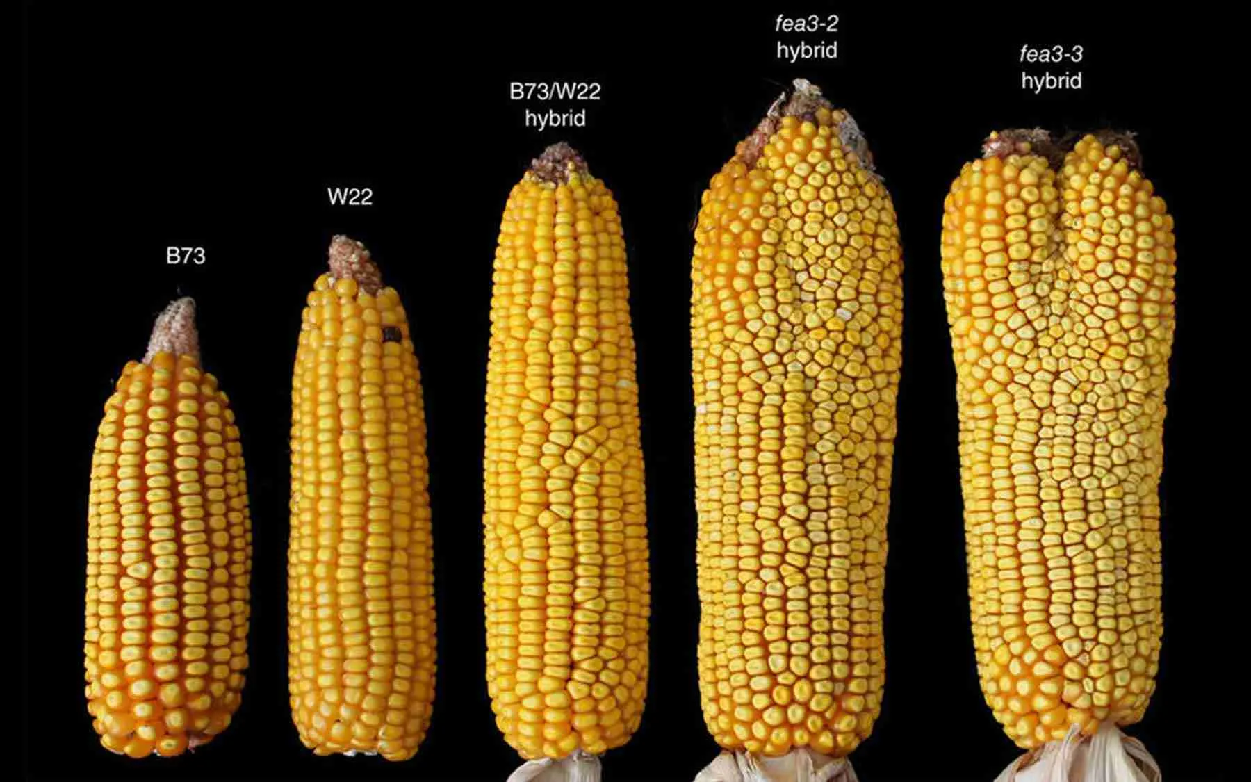 Unlocking the Potential of Maize: ⁣Understanding the Milling ⁣Process