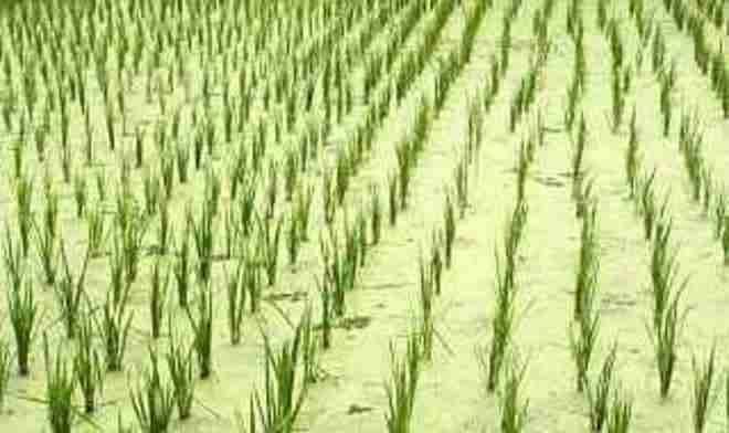 The Rice Revolution: Unveiling the 2 Ton Rice Mill Plant Project 1 Introduction to the Rice Revolution