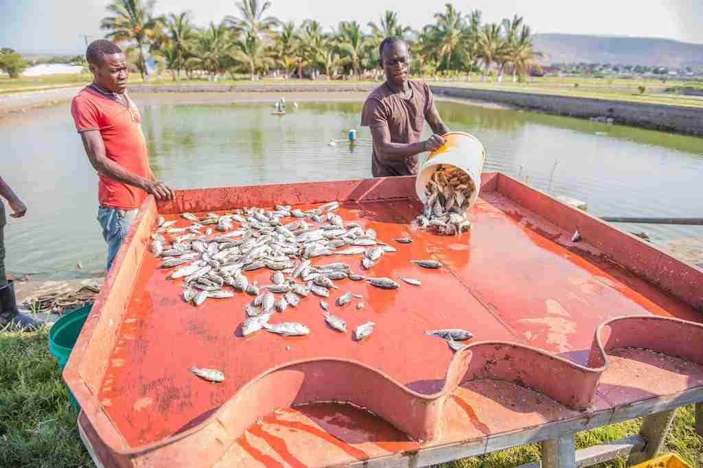 Grinding the Grain: Exploring the Art of Maize Milling 1 The Rich Tradition of Maize Milling Techniques