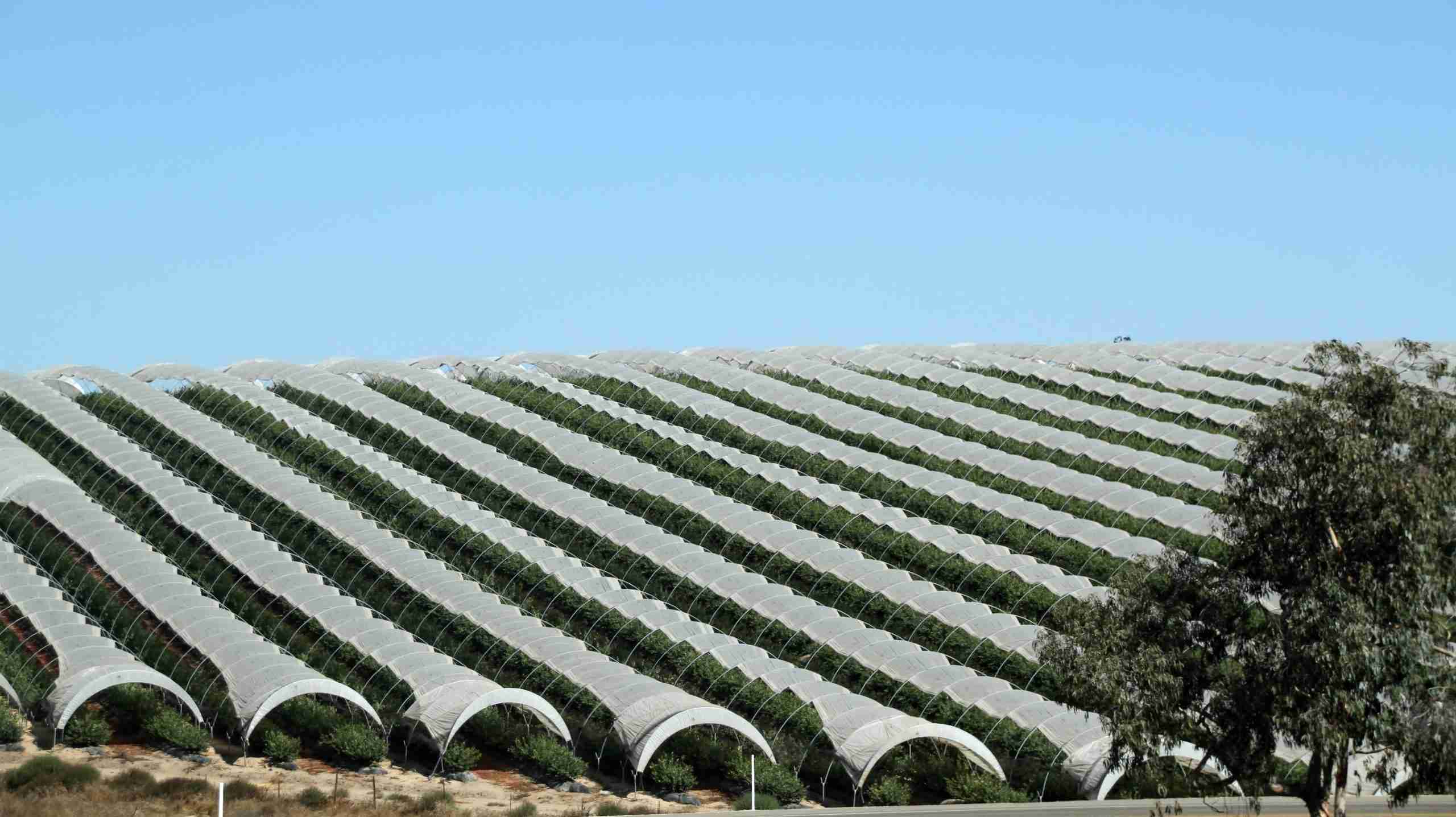 Revolutionizing Agriculture: The Mini Rice Mill Plant