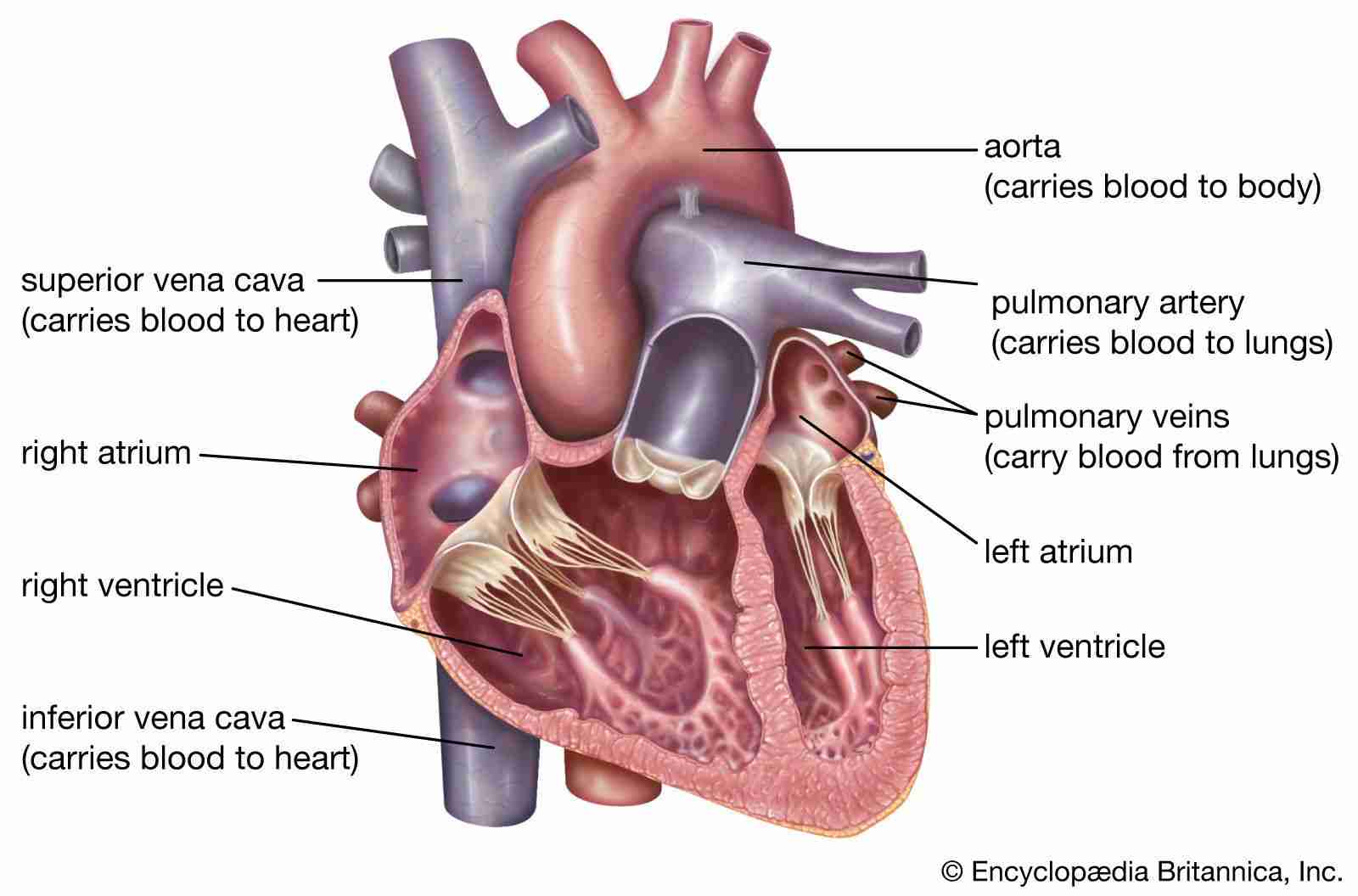 The Heart of Harvest: Inside a Paddy Processing Factory
