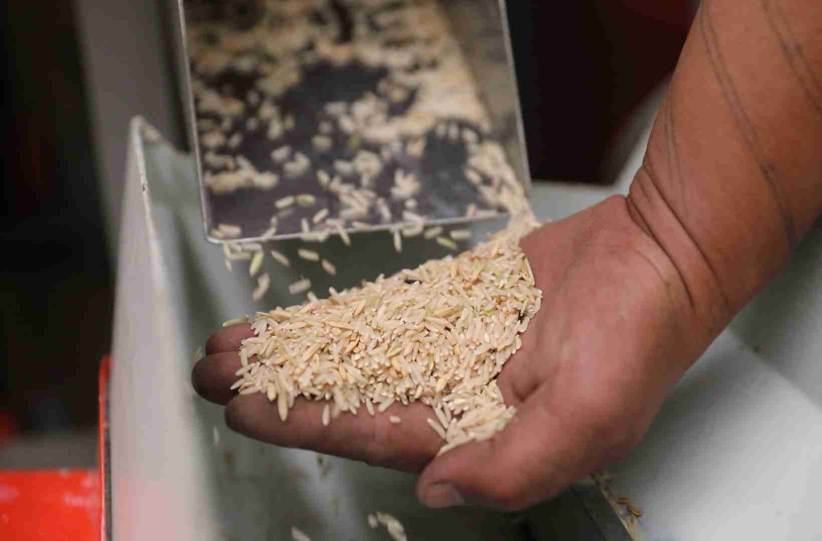The Rhythmic Art of Paddy Processing: Inside a Modern Factory