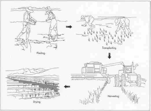 The Art of Rice Processing: Essential Equipment