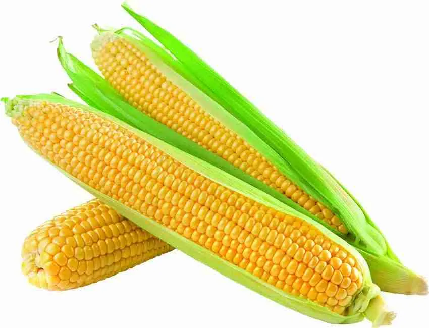 Taking​ it to Market: Strategies for Developing Corn-Based Products