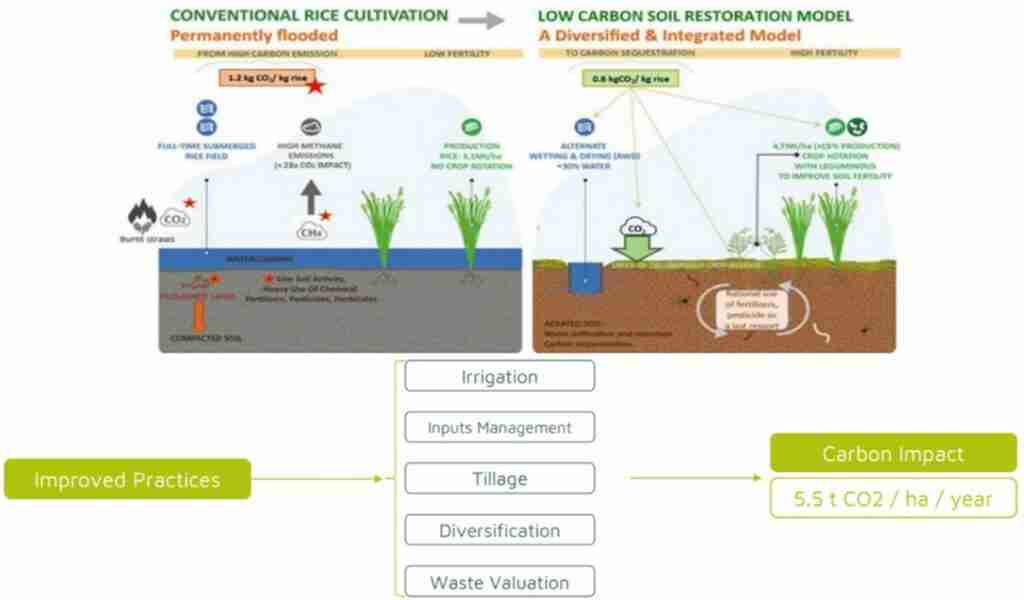 The Grain Game: Inside the World of the Rice Mill 2 2. Navigating the Complex Supply Chain of Rice Production