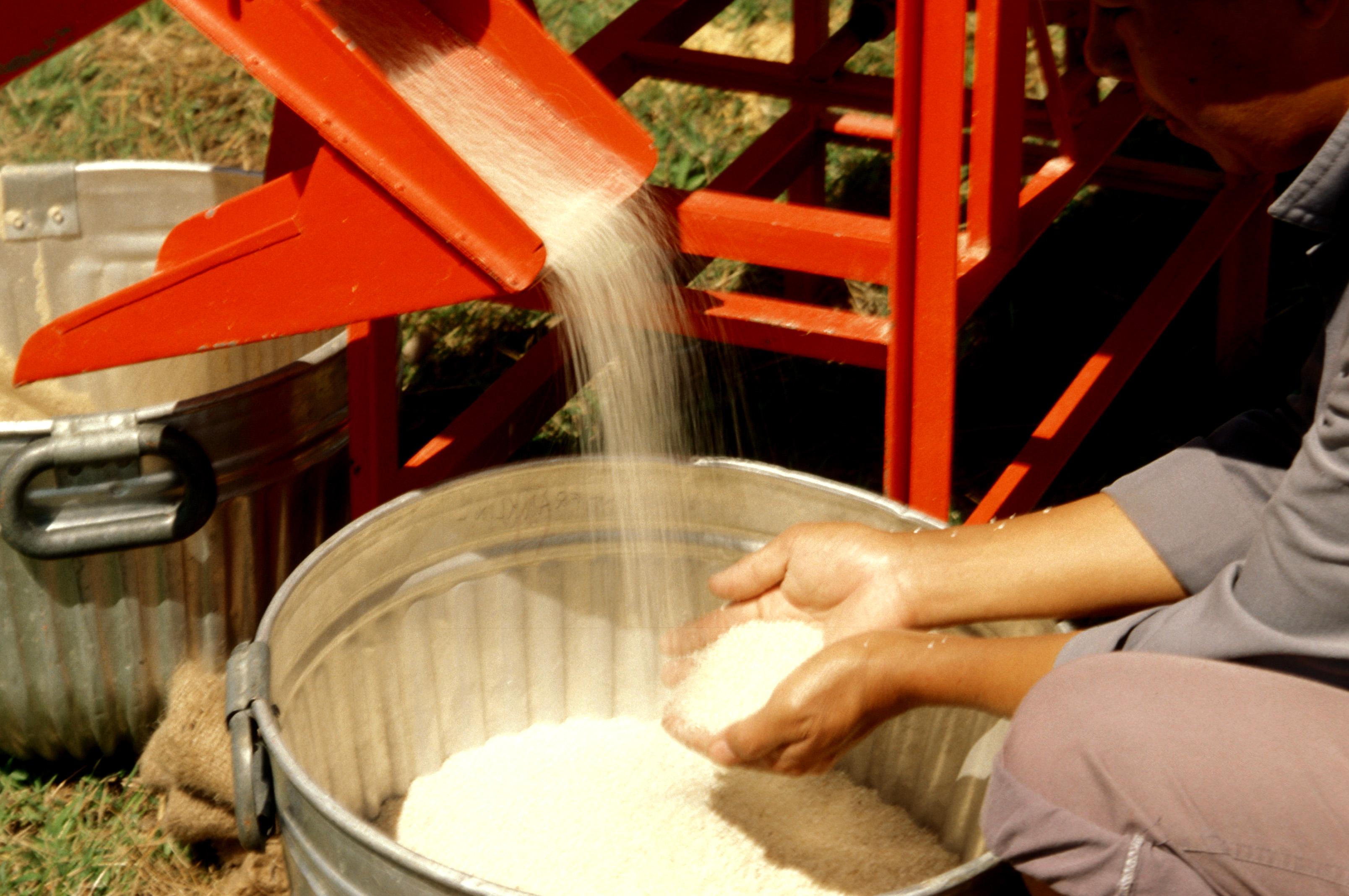 The Art of Rice Processing: From Field to Table 2 The Intricate Process of Rice Milling and Polishing