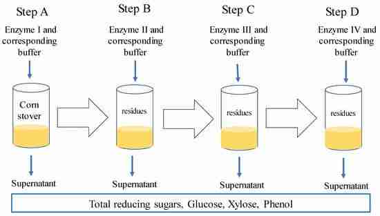 The Art and Science of Corn Processing 3 Examining the crucial role of enzymes in corn processing