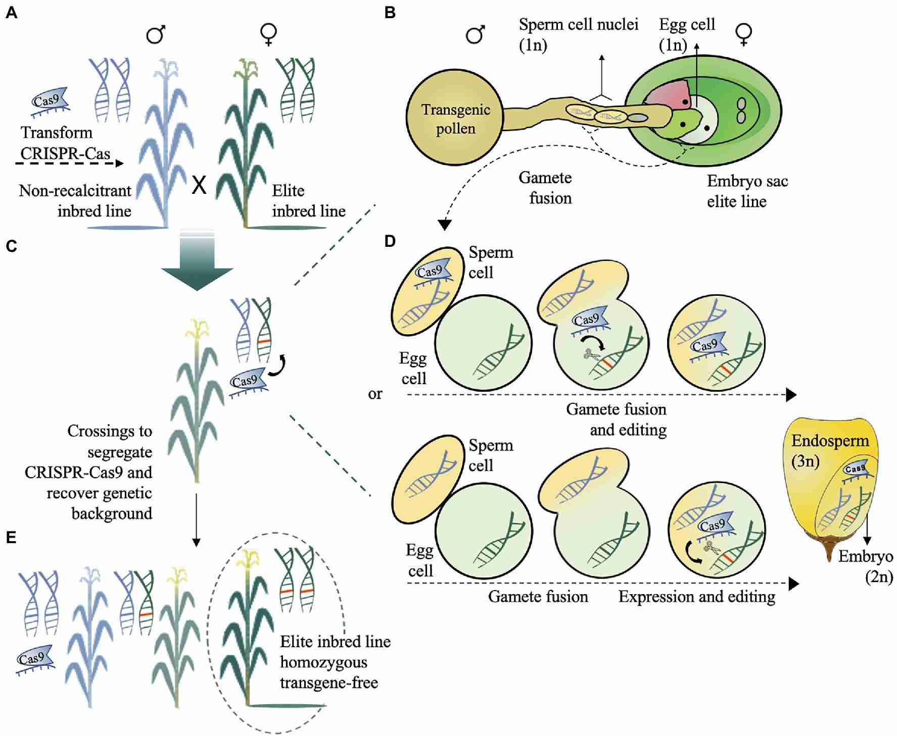 The Transformation of Corn: From Kernel to Product 3 Analyzing the Impact of Corn Transformation on Environment and Economy