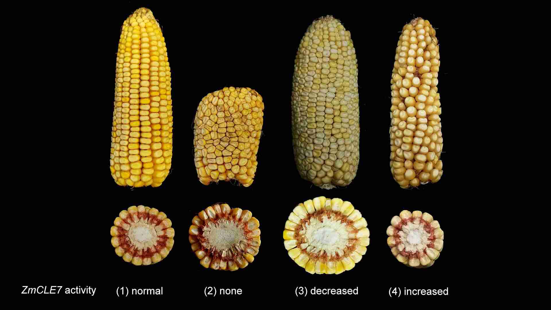 From Kernel to Cornflake: The Fascinating World of Corn Processing 1 Understanding the Lifecycle of a Corn Kernel