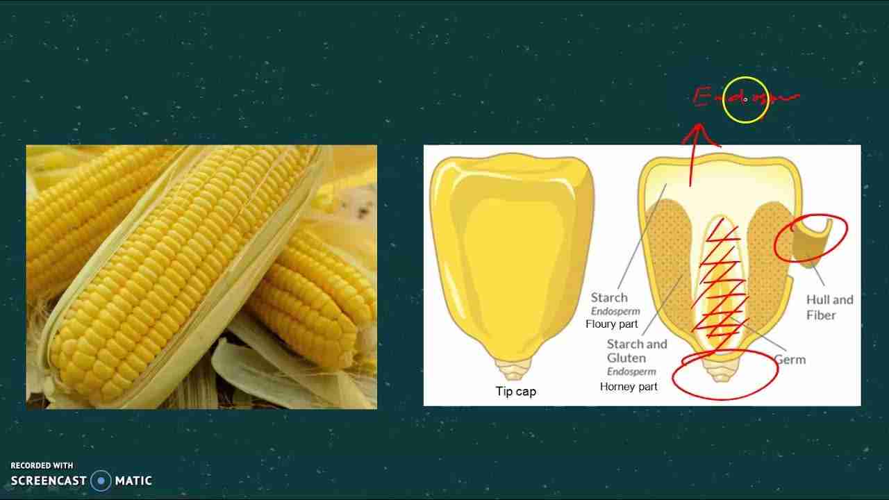 From Kernel to Cob: The Fascinating World of Corn Processing 2 Exploring the Intricate Techniques of Corn Milling and Grinding