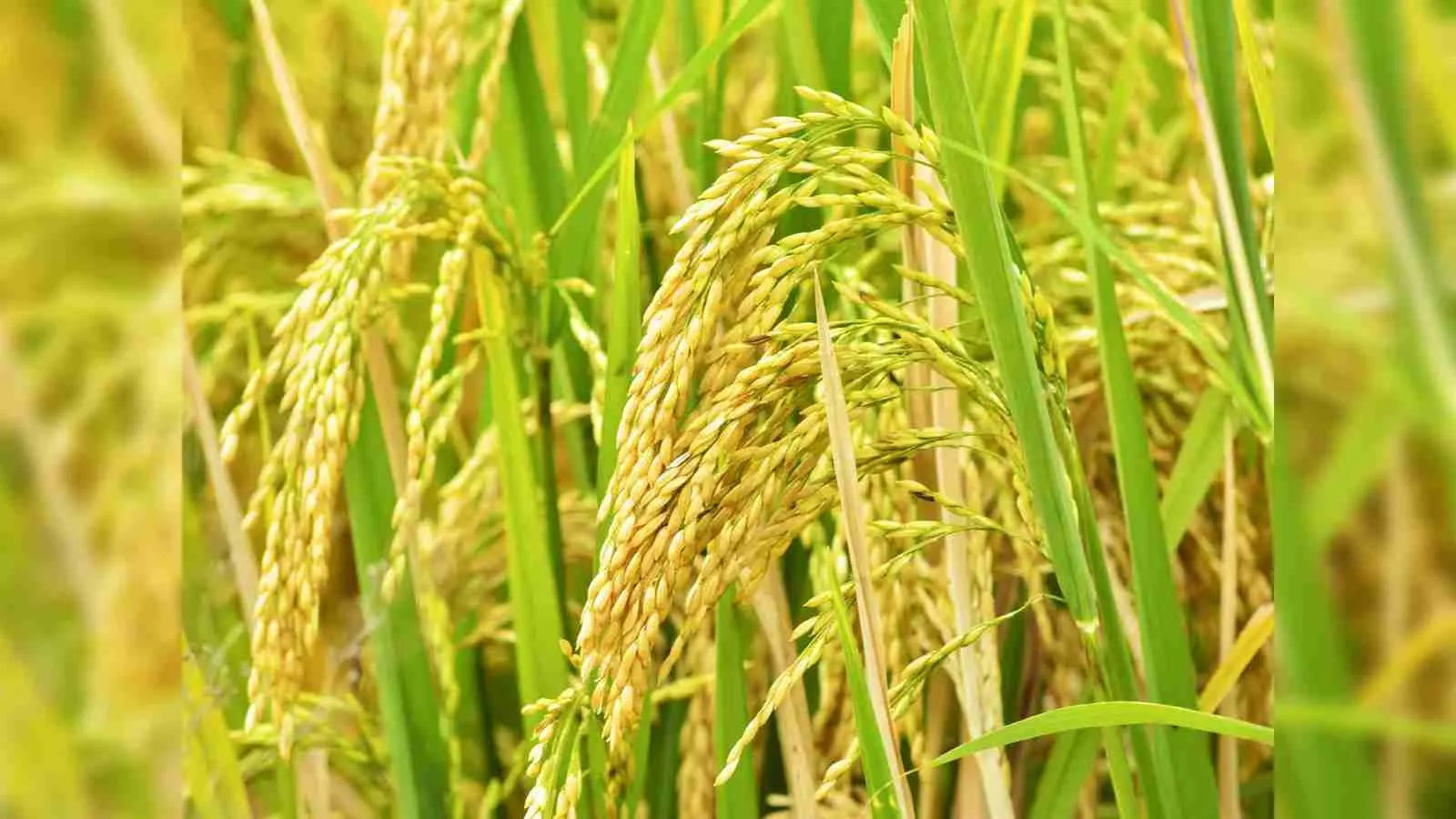 Sowing Success: Inside a Paddy Processing Unit 1 Uncovering the Art of Paddy Processing