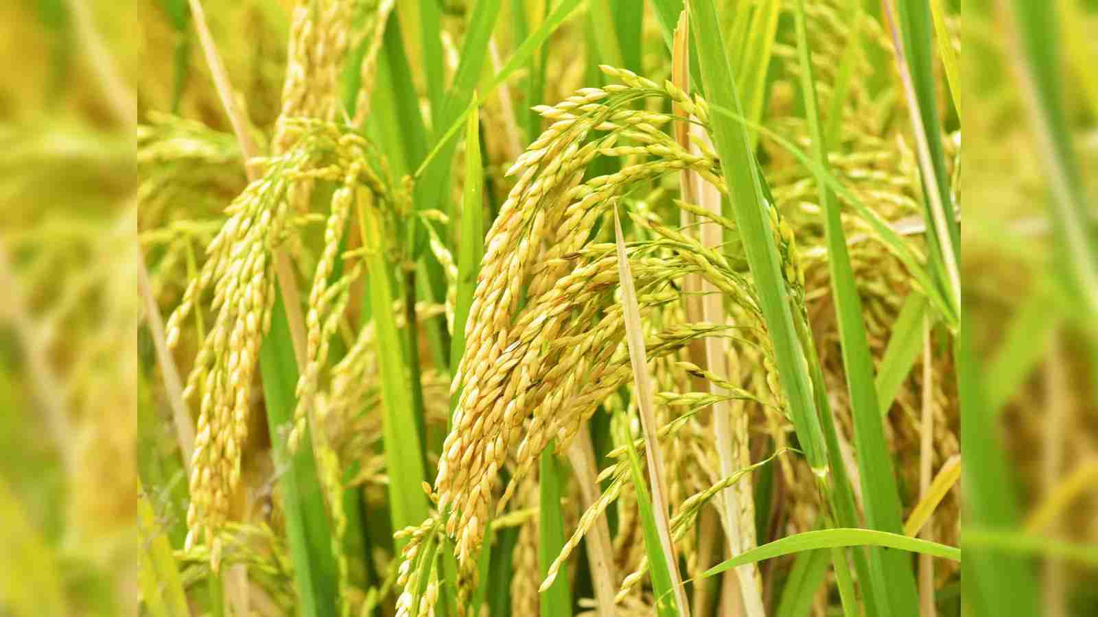 The Art of Paddy Processing: From Farm to Plant 2 Unlocking the Secrets of Proper Paddy Drying Techniques