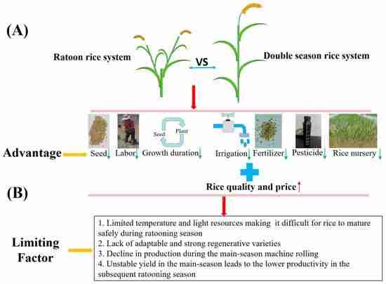 Rice Revolution: The Art of Paddy Processing 2 Innovative Approaches to Enhance Rice Yield and Quality