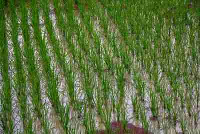 The Revolutionary Rice Runner: The Paddy Processing Machine 1 The Rise of the Paddy Processing Machine