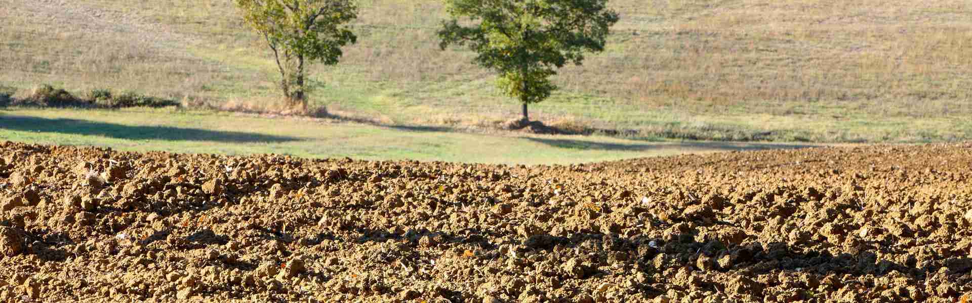 From Farm to Fork: The Journey of Paddy Processing 1 The Cultivation Stage: Seeds, Soil and Sustainable Practices