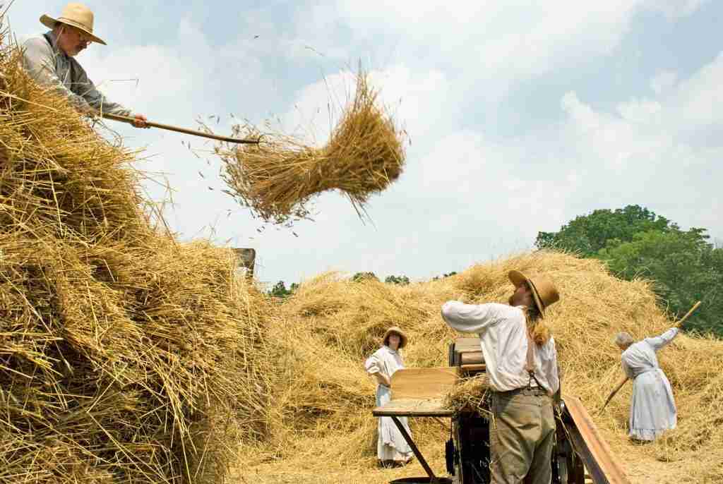 From Field to Plate: The Journey of Paddy Processing 2 From Threshing to Milling: Key Steps in Paddy Processing