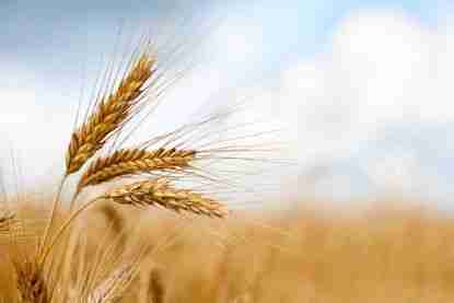 The Heart of Harvest: Inside the Rice Mill