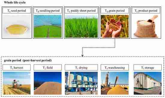 The Power of 4 Tons: Exploring the Efficiency of a Rice Mill Plant