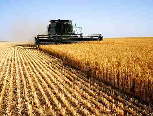 Transforming Harvests: The Role of Paddy Processing Units